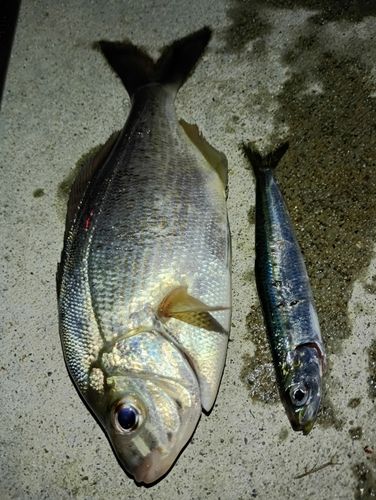 ウミタナゴの釣果