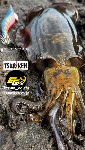 アオリイカの釣果