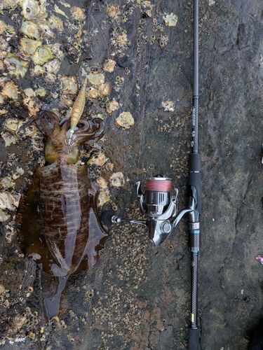 アオリイカの釣果