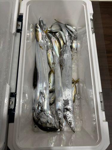 タチウオの釣果