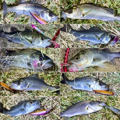 セイゴ（マルスズキ）の釣果