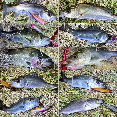 セイゴ（マルスズキ）の釣果