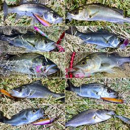 セイゴ（マルスズキ）