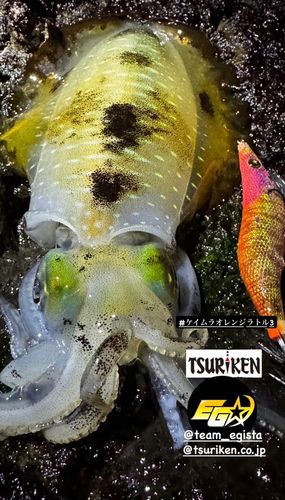 アオリイカの釣果