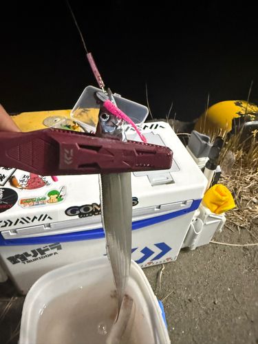 タチウオの釣果