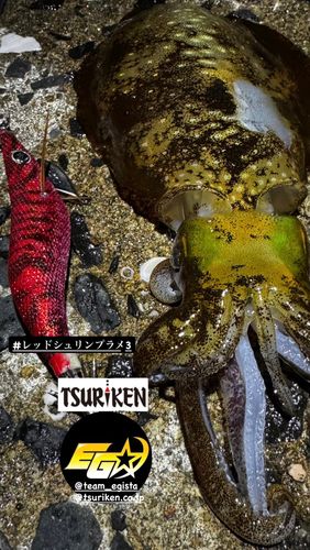 アオリイカの釣果