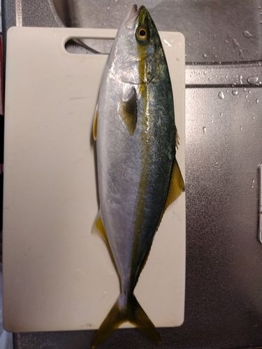 イナダの釣果