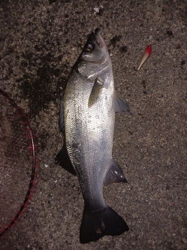 ヒラスズキの釣果