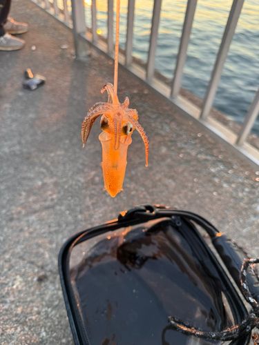 千葉港中央埠頭