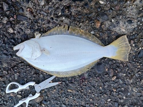 ヒラメの釣果