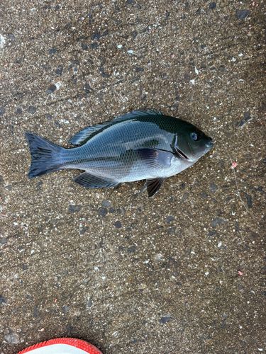 グレの釣果
