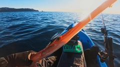 アカヤガラの釣果