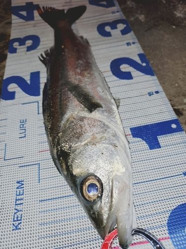 シーバスの釣果