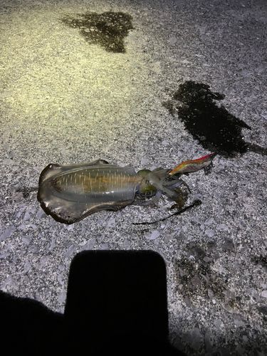 アオリイカの釣果