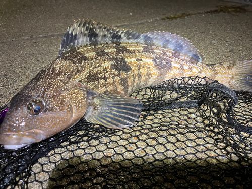 アイナメの釣果