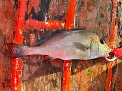 コロダイの釣果