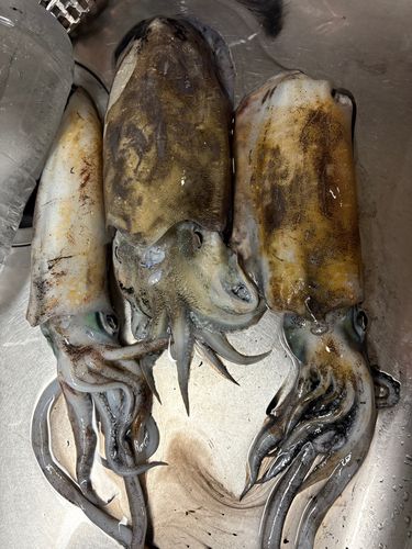 アオリイカの釣果