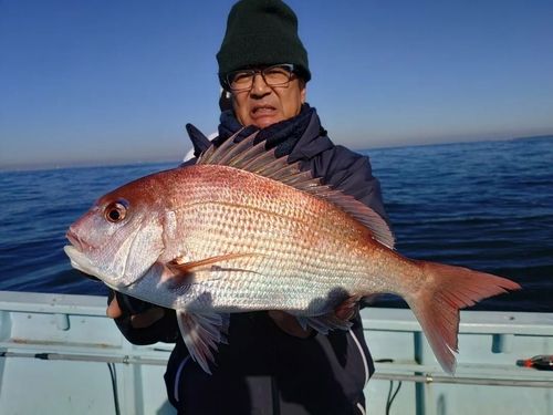 マダイの釣果