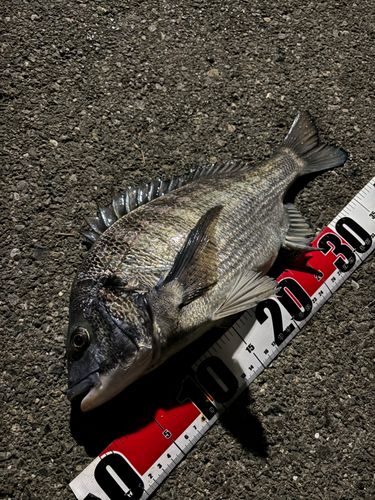 クロダイの釣果