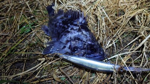 クロソイの釣果