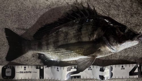 クロダイの釣果