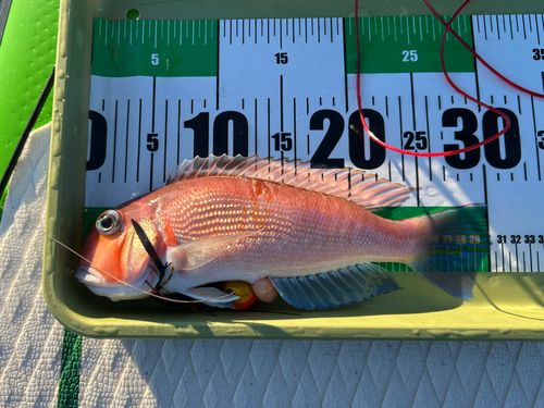 アカアマダイの釣果