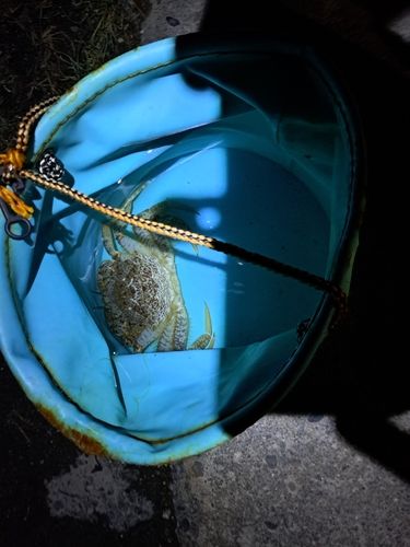 カニの釣果