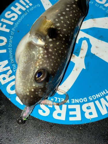 フグの釣果