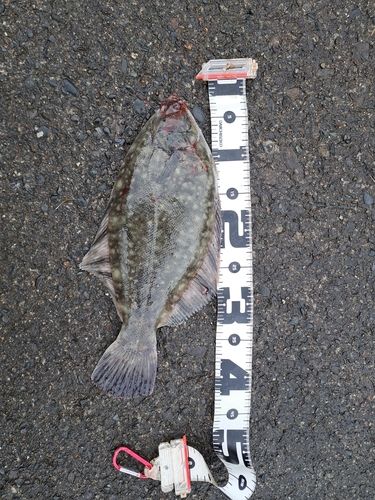 クロガシラガレイの釣果