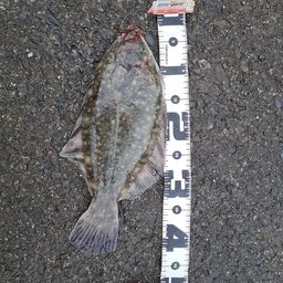 クロガシラガレイ