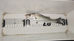 セイゴ（マルスズキ）の釣果