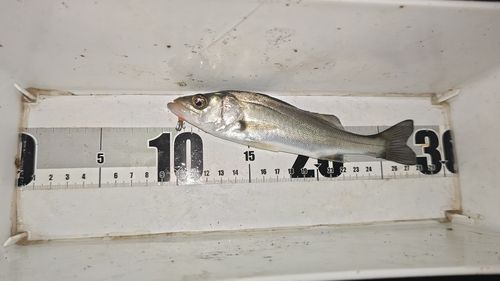 セイゴ（マルスズキ）の釣果