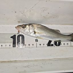 セイゴ（マルスズキ）