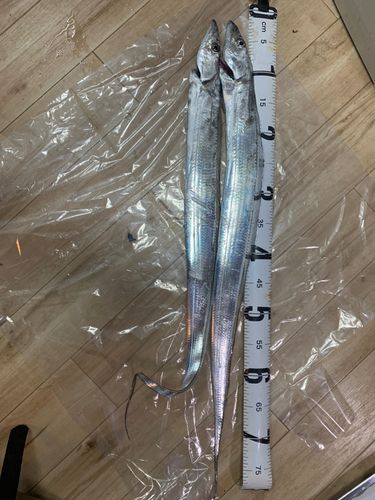 タチウオの釣果