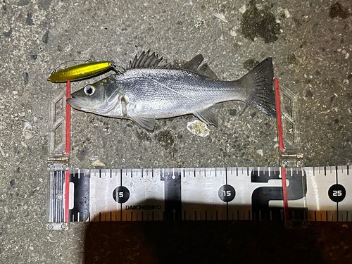 シーバスの釣果