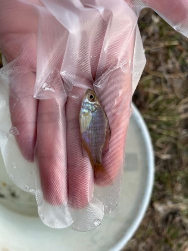 ブルーギルの釣果