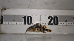 タケノコメバルの釣果