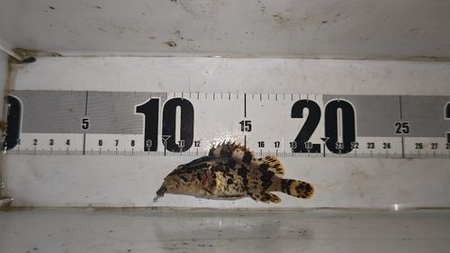 タケノコメバルの釣果