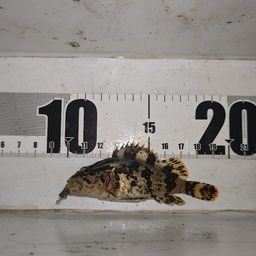 タケノコメバル