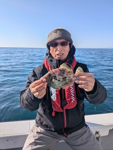 カワハギの釣果