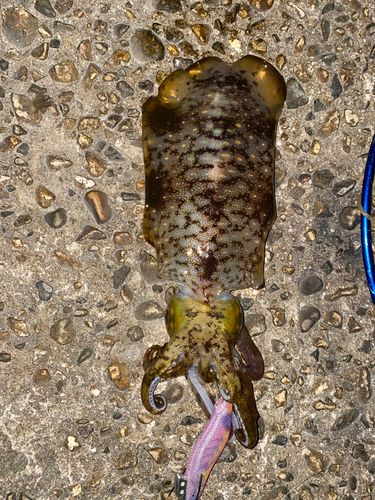 アオリイカの釣果