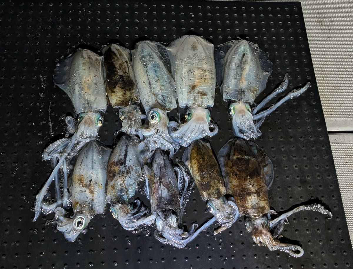 和歌山遊漁船SevenSWellさんの釣果 1枚目の画像