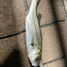 セイゴ（タイリクスズキ）