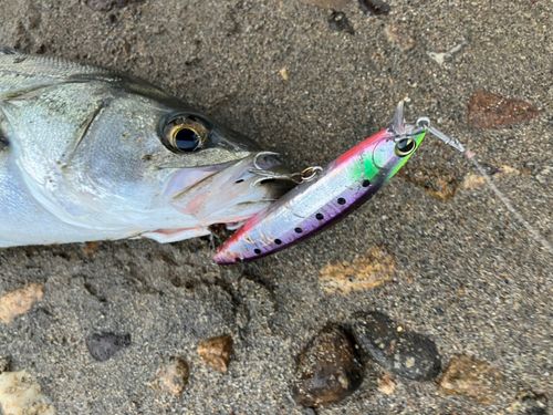 セイゴ（マルスズキ）の釣果