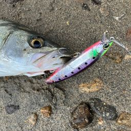 セイゴ（マルスズキ）