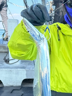 タチウオの釣果