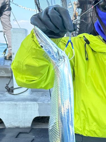 タチウオの釣果