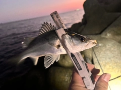 セイゴ（マルスズキ）の釣果