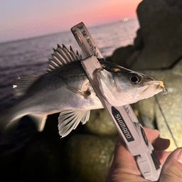 セイゴ（マルスズキ）