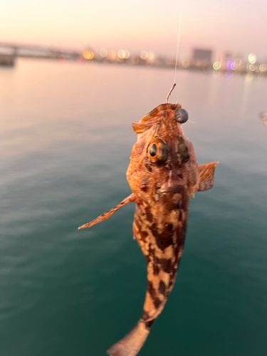 セントレア常滑港前島